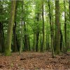 Projekt terület/Project site » Kaszói erdőterület / Kaszó project site